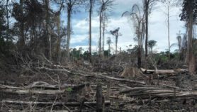 COP26: Escepticismo ante declaración global para frenar deforestación