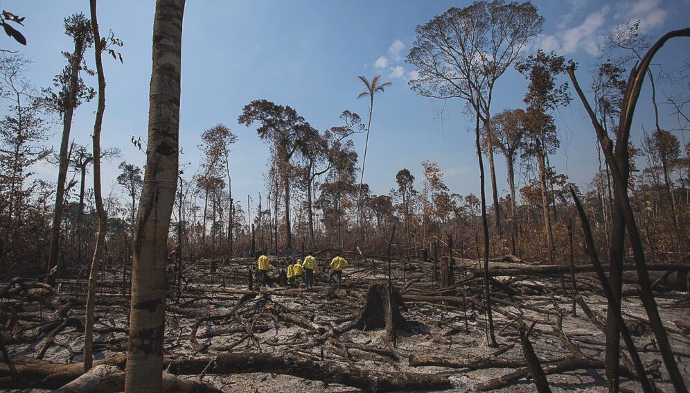 deforestacion mundial