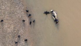 Más de 140 delfines encontrados muertos en lago en Amazonas