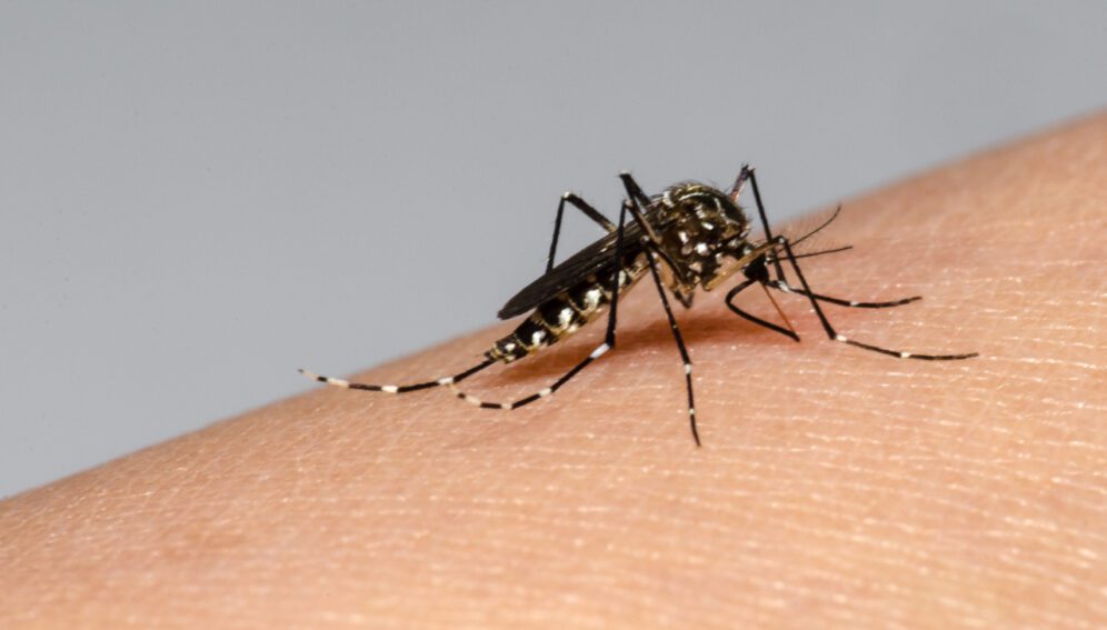Picada do mosquito Aedes aegypti