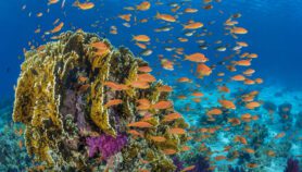 Usarán ADN ambiental para entender cambio climático en áreas marinas