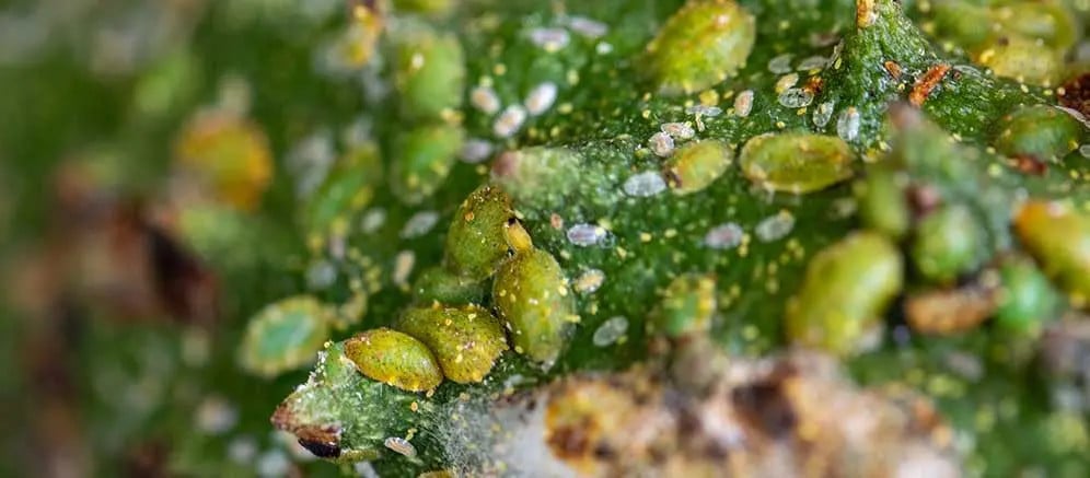 A soursop fruit with Croton Scale on it in Grenada.