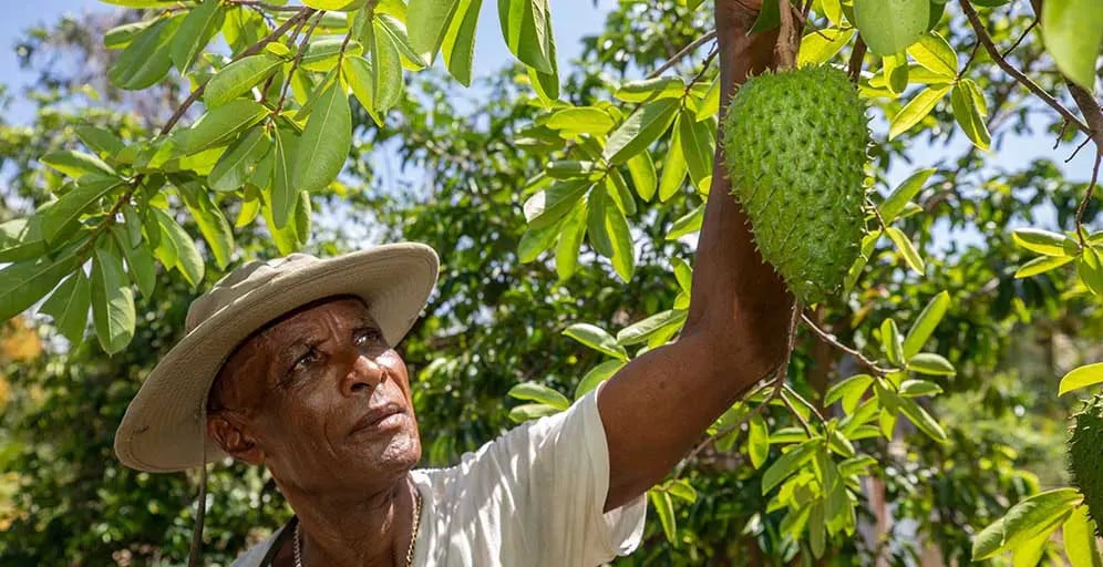 Joy Pelius is a farmer in Grenada benefitting from assistance from CABI.