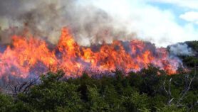 Humo de incendios forestales afecta la salud cardiorrespiratoria