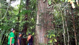 Territorios indígenas, gran escudo contra la deforestación