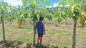 Infancias sitiadas: comen, respiran y viven con plaguicidas
