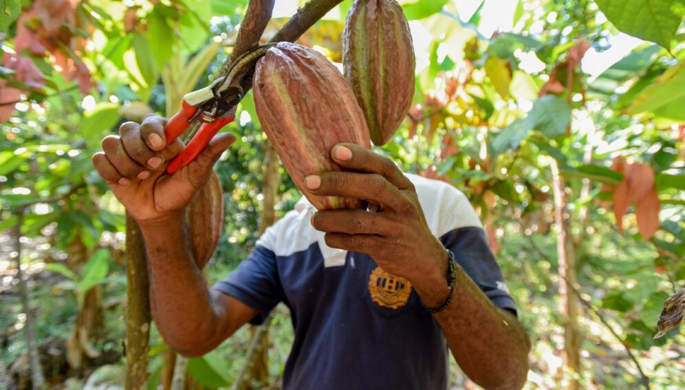 lluvias cacao