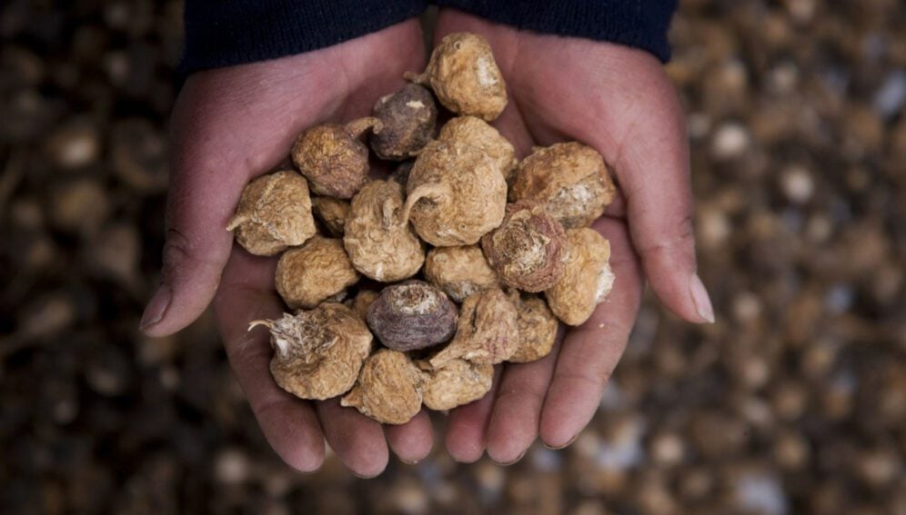 maca