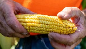 Maíz GM de EE. UU. a México: desacuerdo más allá de la ciencia