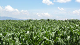 Rendimiento del maíz amenazado por el cambio climático