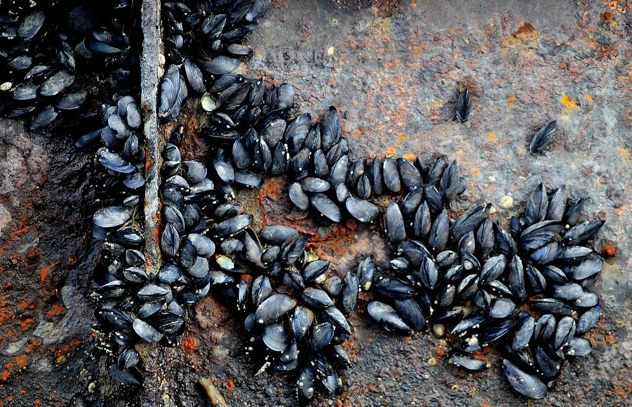 Cáscaras de mejillones contaminantes
