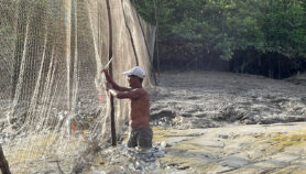 Brasil: hallan metales en peces de pesca artesanal y consumo local