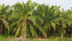 Aceite de palma también amenaza ecosistemas acuáticos