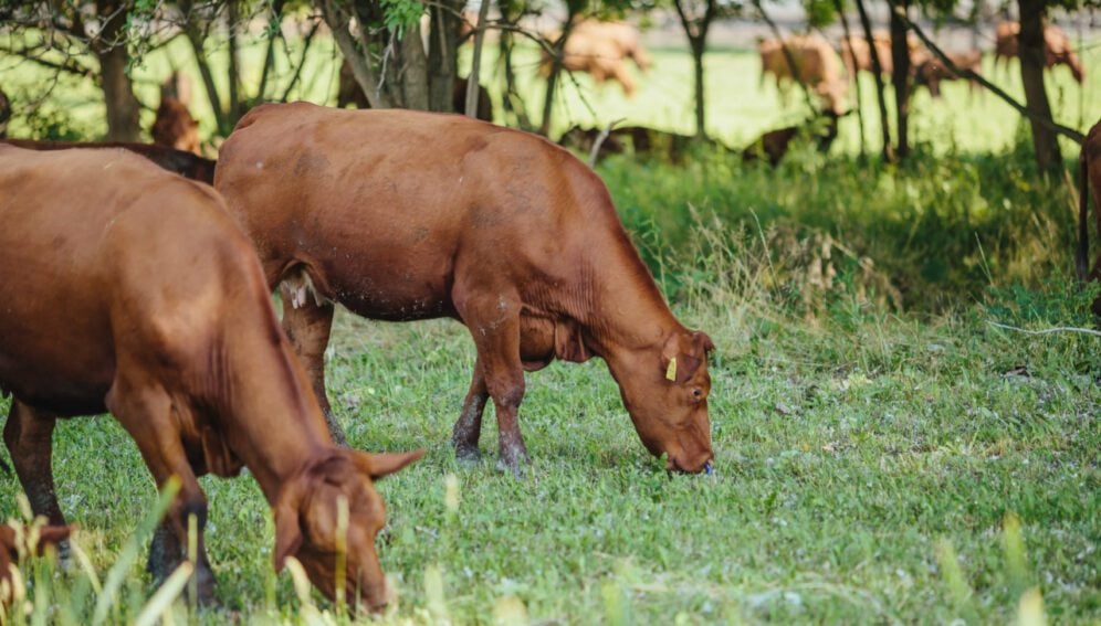 plantas toxicas ganado