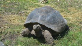 Tortugas gigantes de Galápagos bajo amenaza por plásticos