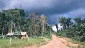 Proteger la selva amazónica permite ahorrar en salud