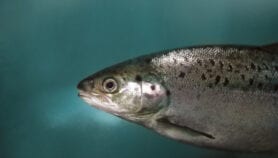 Brasil autoriza salmón transgénico para alimentación