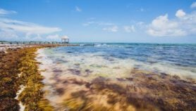 Invasión del sargazo abre oportunidades para la ciencia