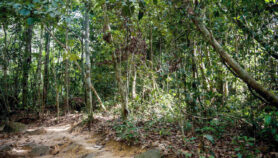 Bosques tropicales: menos húmedos y resistentes, más vulnerables