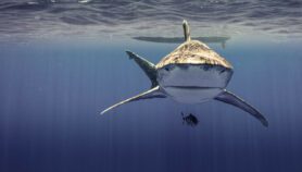 Sobrepesca: principal verdugo de rayas y tiburones en el mundo
