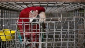 Tráfico de loros en México persiste y se desplaza a ciudades