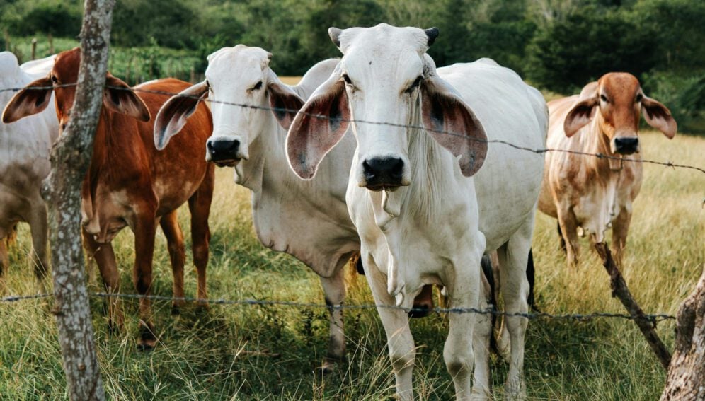 vacinação de bovinos