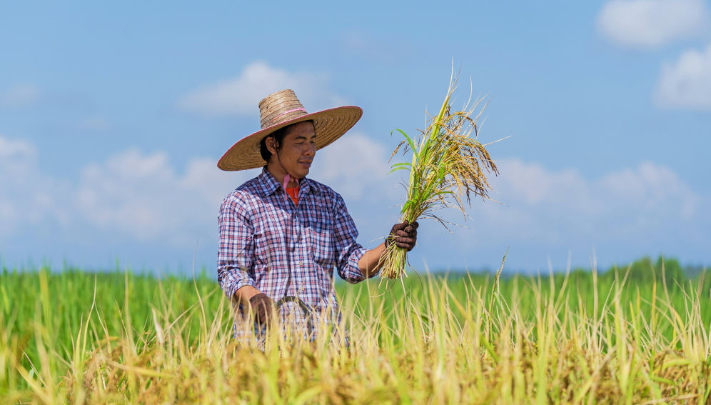 Happy Asian farmer with bunch of rice plants