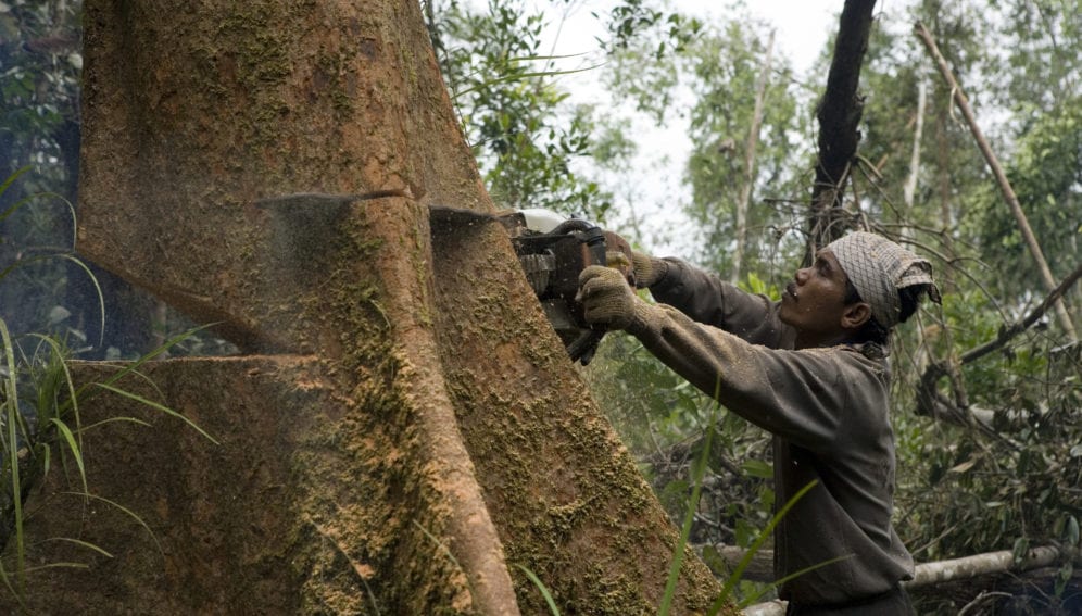 logging for palm oil