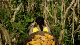 “Fake GM corn” eating into Filipino farmers’ profits