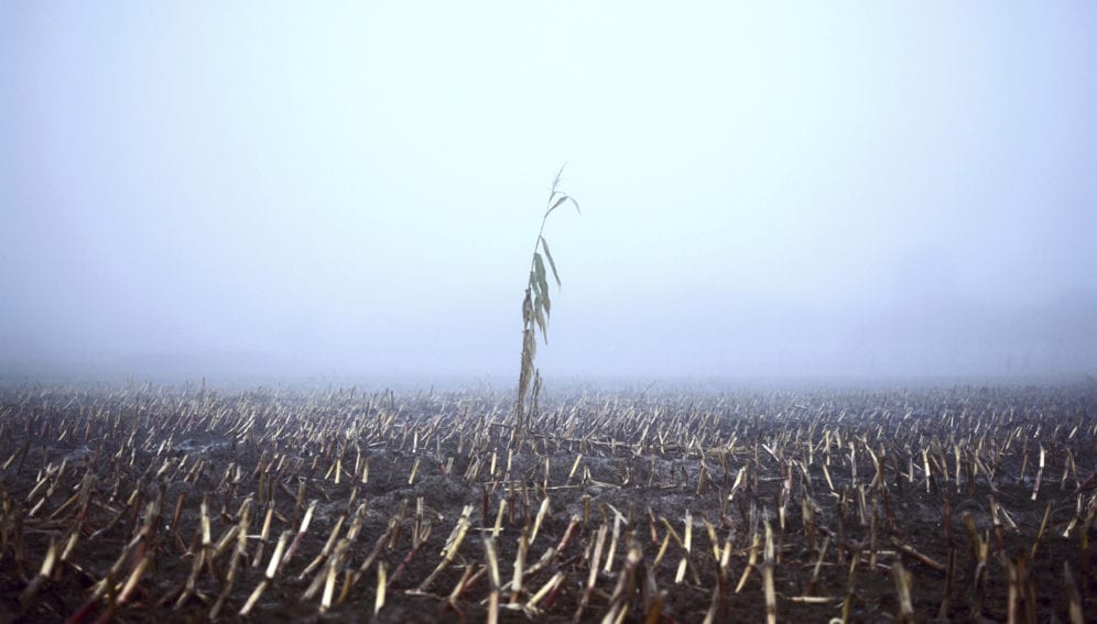 fog corn