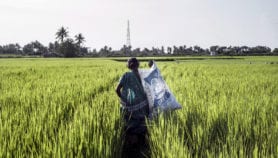 Tech boost for Asia’s rice sector