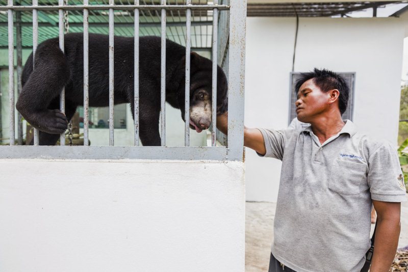 The bear named Blue could not walk when it arrived at the sanctuary. He had spinal problems, which were most likely caused by an injury. Today he can walk and climb thanks to the veterinary care he received at the centre. 
