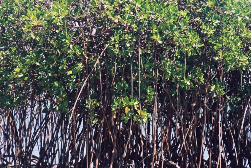 Mangroves around Tonga's coastlines. They are not perfect solutions but can sometimes reduce damage from coastal erosion, tsunamis and cyclones. Mangroves are often protected and restored for this purpose

