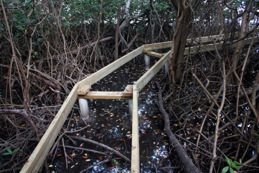 A boardwalk is built through small tracts of mangroves in Paraquita Bay, British Virgin Islands, without disrupting the ecosystem. The aim is to educate islanders and tourists about the importance of mangroves and their uses, such as fishing
