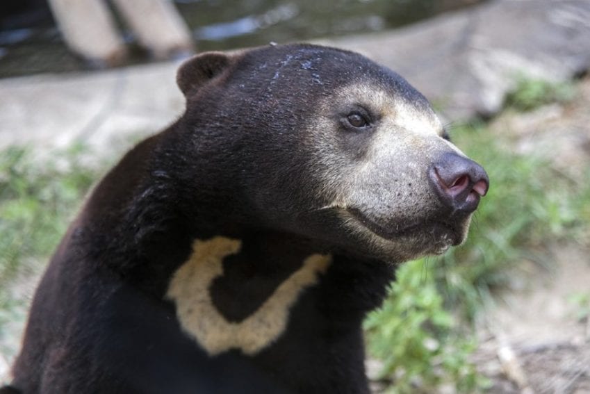 Cambodia is home to at least 18 vulnerable species, including the Asiatic black bear, Sun bear, Asian elephant, Indochinese tiger and the Pileated gibbon. 
