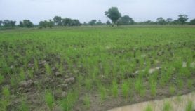 Egyptian invention cuts rice irrigation water by half