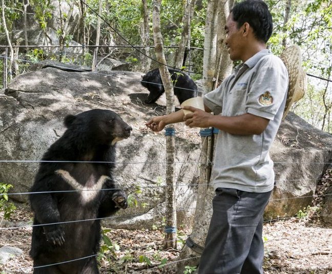 Keeping or poaching bears is illegal in Cambodia. Despite recent efforts to increase penalties, both the hunting and killing of Sun bear and Asiatic black bear continues.
