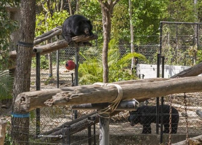 All of the enclosures are furnished with pools, rocks, hammocks, climbing frames, native vegetation and a variety of enrichment toys to ensure that the bears are happy and healthy. 
