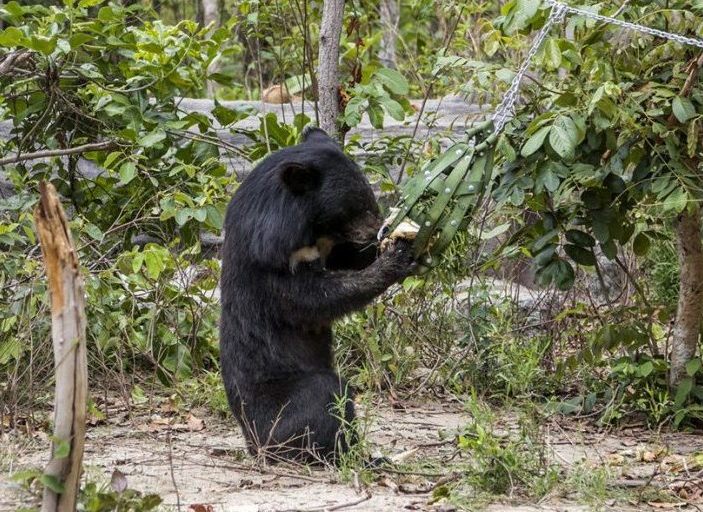 Some of the bears have been saved from illegal smuggling into neighbouring countries for use in bear bile farms. Bear bile has been used in traditional Chinese medicine for thousands of years.
