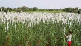 Pearl millet genes hold key to climate-proof cereals