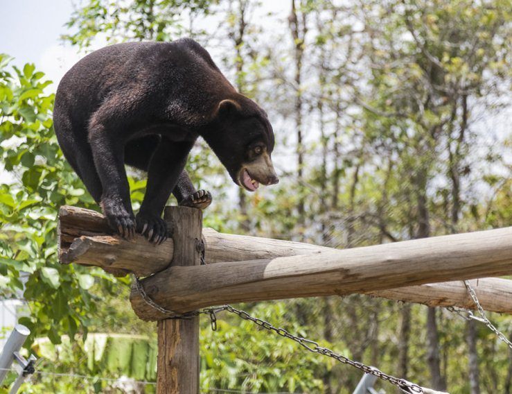 Other bears have been confiscated from hotels and restaurants, where they were caged for the amusement of guests and tourists, or saved from poachers who sell cubs as exotic pets and status symbols.
