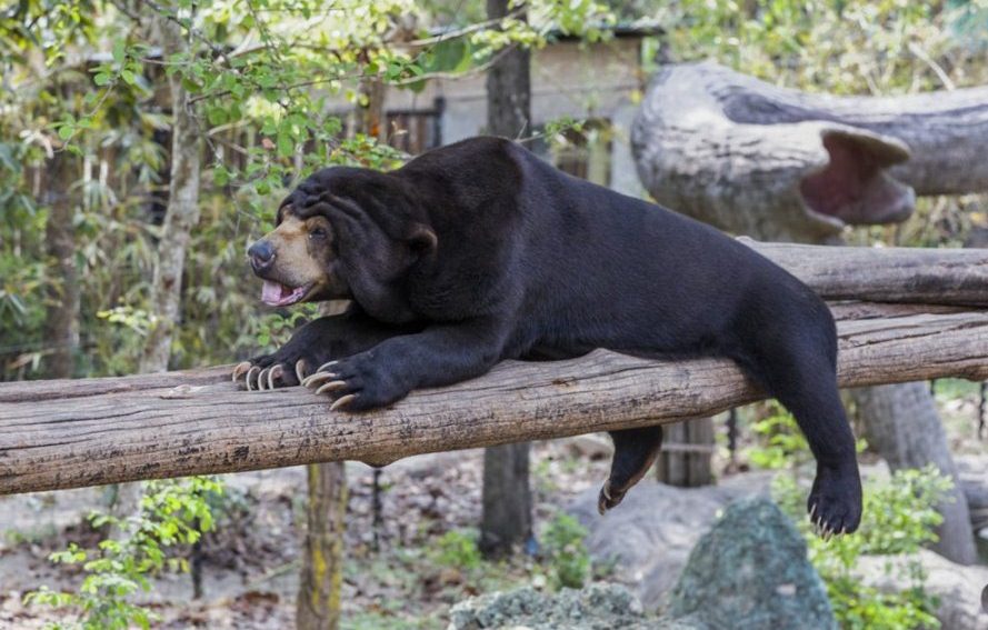 Hefty is a Sun bear that arrived at the sanctuary last February. She was discovered by the police in a garment factory whose owner had gone bankrupt and fled the country. When she arrived, she was severely obese.
