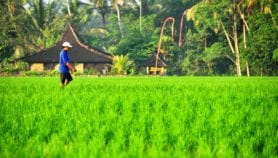 Satellite imaging to monitor Asian rice paddies