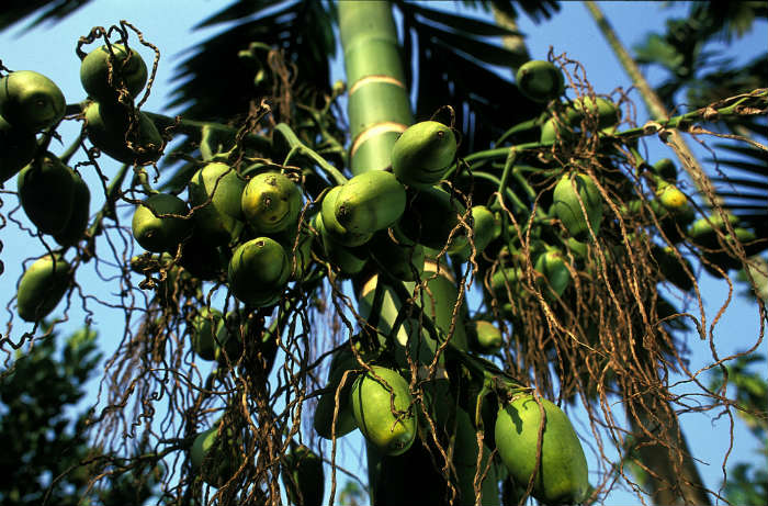Treatment hope for betel nut addicts