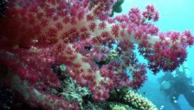 Palau coral reefs thrive despite acidic oceans