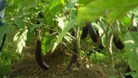 When informed, Philippine farmers ‘keen’ on GM eggplant