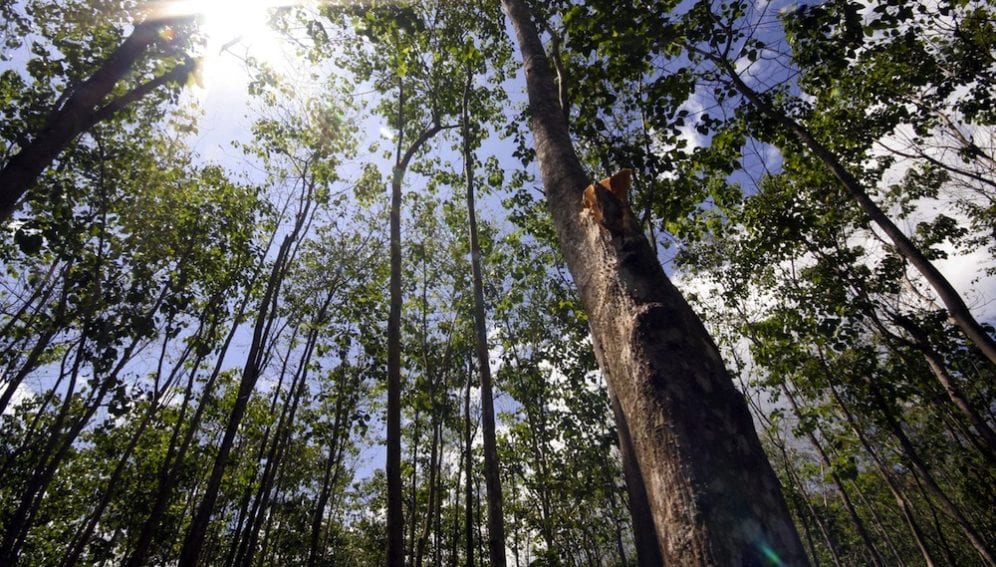 Forest_Philippines_1000x667