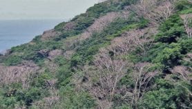 Indonesian environmentalists reject deforestation map