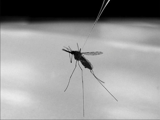 Malaria_mosquito_flickr_NIAID_634x457