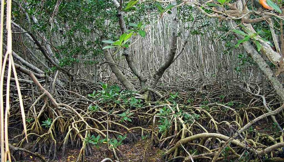 Mangroves_wetland_Flickr_US_Fish_and_Wildlife_1024x768